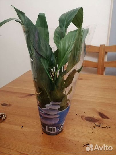 Спатифиллум