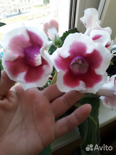 Глоксиния 3 вида
