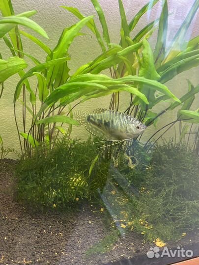 Аквариум с подставкой, фильтр барбус. 125литров