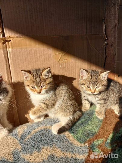 Котята в добрые руки