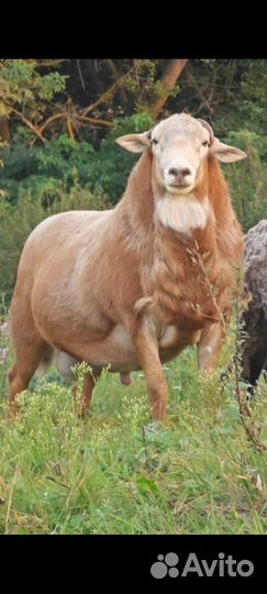 Овцы бараны катумские