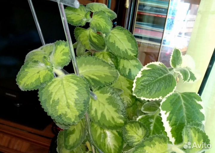 Сингониум Грея, плектрантусы, душистые пеларгонии