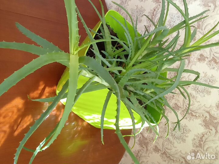 Алоэ вера растение