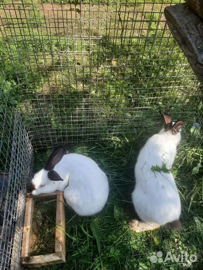 Кролики калифорния