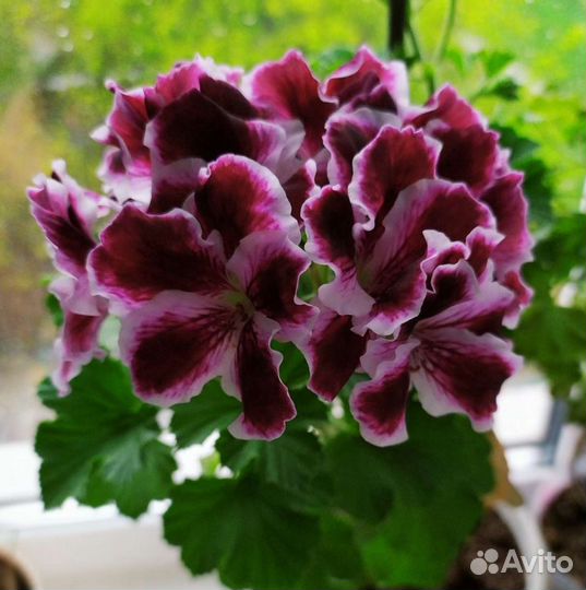 Пеларгония (герань) королевская