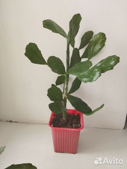 Бразилиопунция