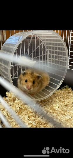 Сирийский хомяк