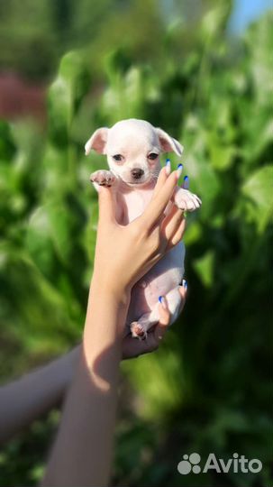 Щенки чихуахуа