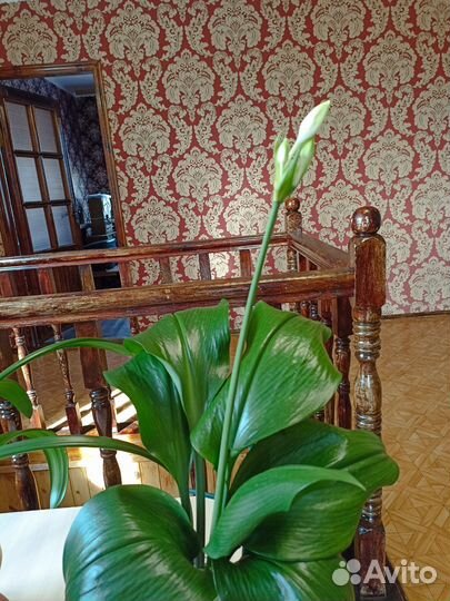 Эухарис амазонская лилия