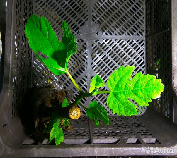 Инжир Долмацкий, Брунсвик, Сухумский фиолет. зкс