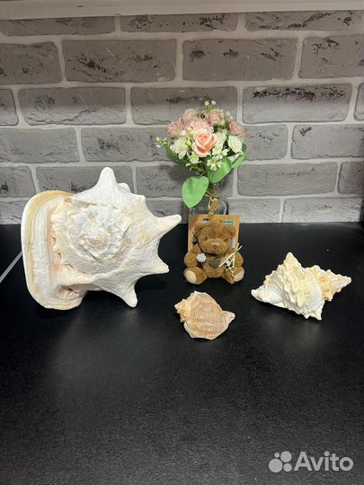 Ракушка раковина морская