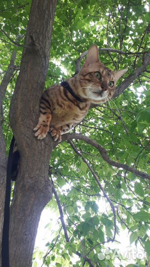 Бенгальские кот