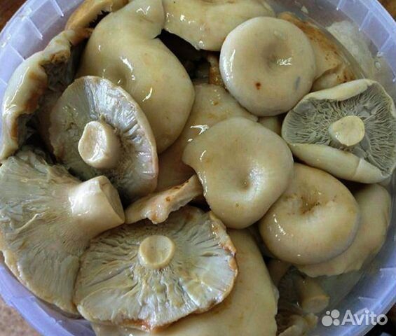 Грузди соленые