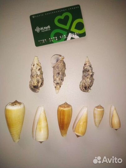 Морские ракушки