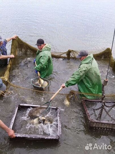 Продается живой карп