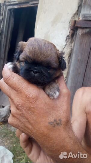 Щенки пекинеса