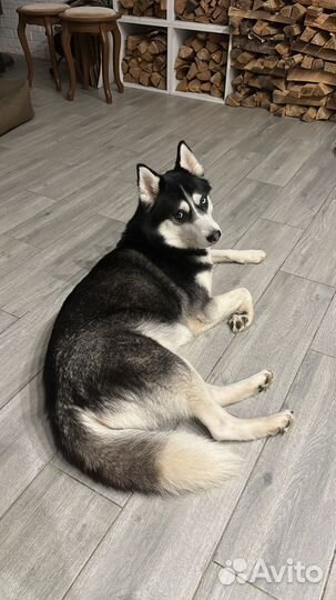 Собака в добрые руки хаски молодая