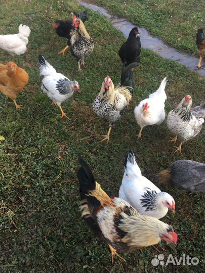 Молодые петушки