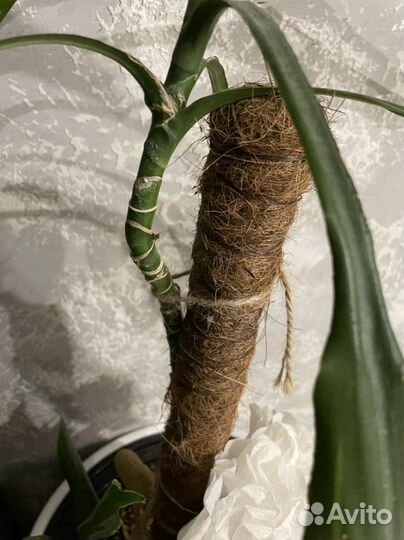 Пальма юкка