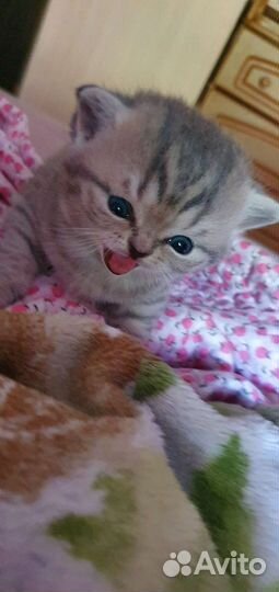 Котята британец+шотландец