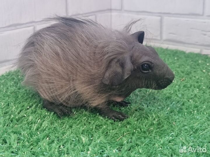 Бронь Морская свинка болдуин мальчик черный