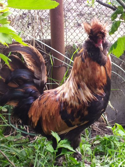 Павловское золото петух