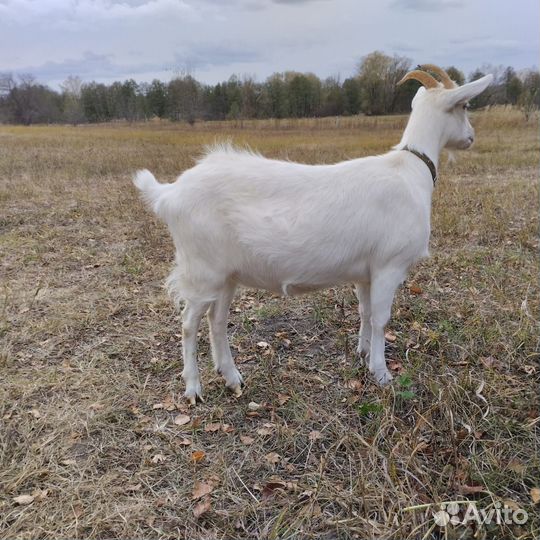 Продам козочку