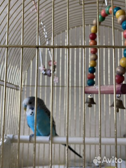 Попугай с клеткой, кормом и витаминами