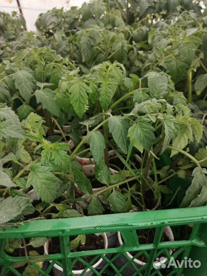 Рассада овощей