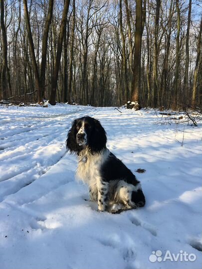 Русский охотничий спаниель, вязка