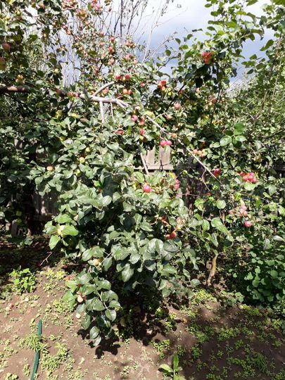 Участок 6 сот. (СНТ, ДНП)