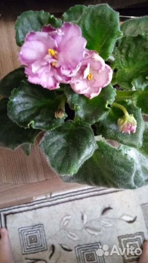 Цветущие фиалки продажа