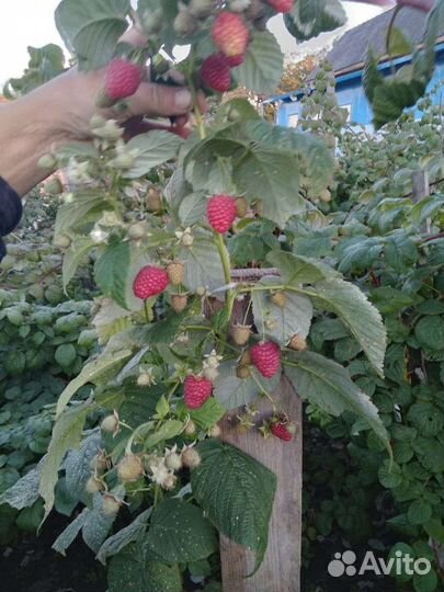 Саженцы малины, и клубники