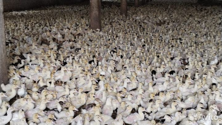 Птица подрощенная