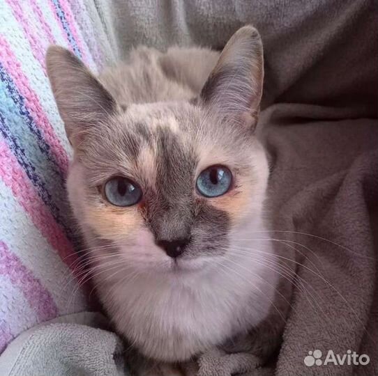 Передержка кошек и собак