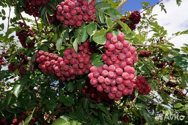 Саженцы садовой рябины из питомника И.В.Мичурина