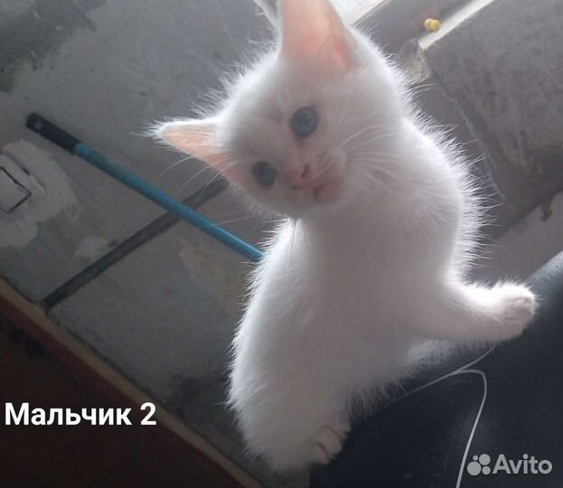 Кошка и котятв