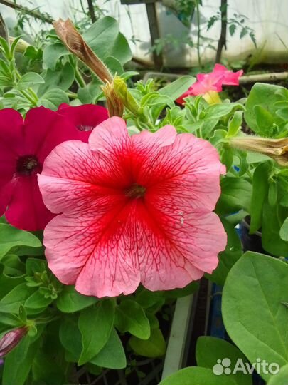 Продам рассаду петунии