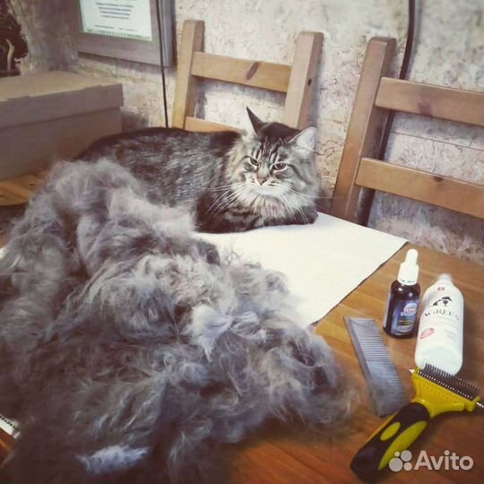 Груминг кошек и собак: уход, когти, гигиена