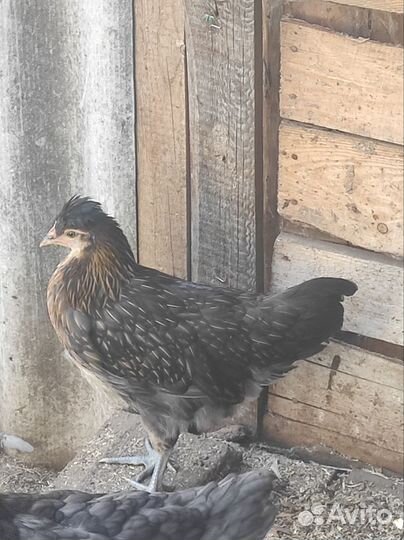 Куры молодки легбар