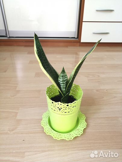 Сансевьерия подарок