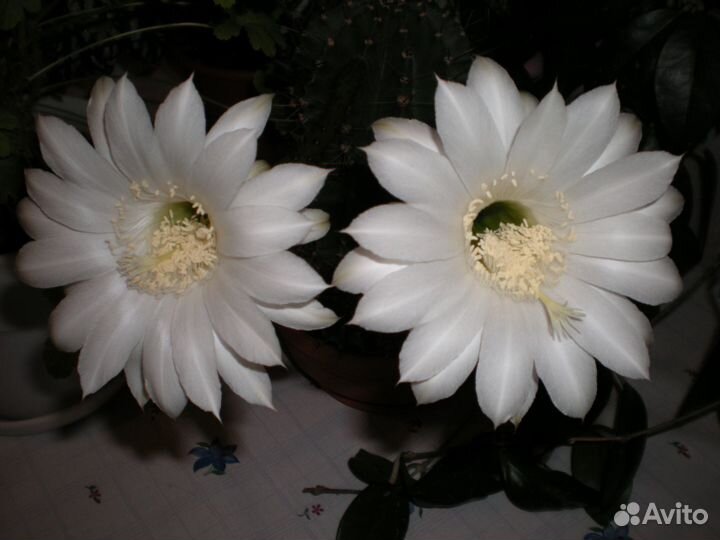 Продаются детки от цветущего кактуса