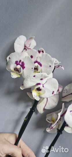 Орхидея Келлион