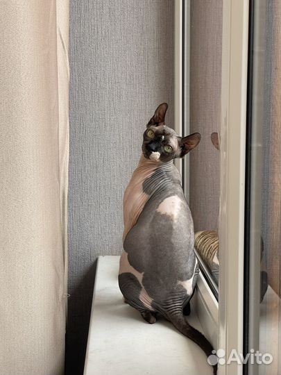 Канадский сфинкс эльф