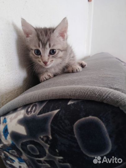 Кошки в добрые руки