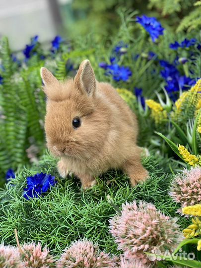 Красавчики карликовые крольчата