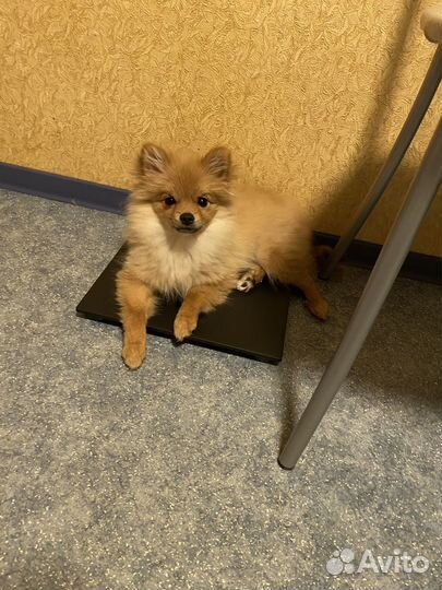 Щенки шпица