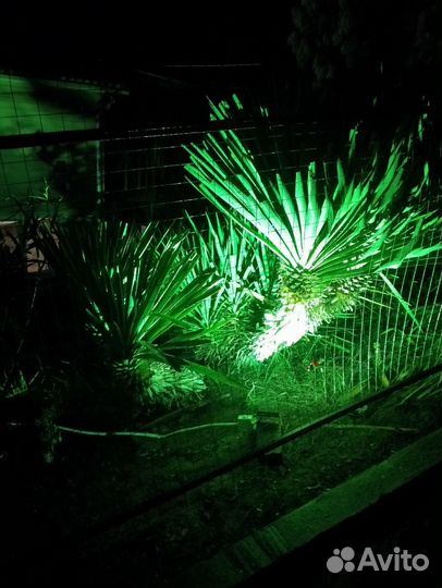 Юкка садовая