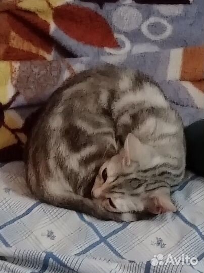 Домашняя кошка