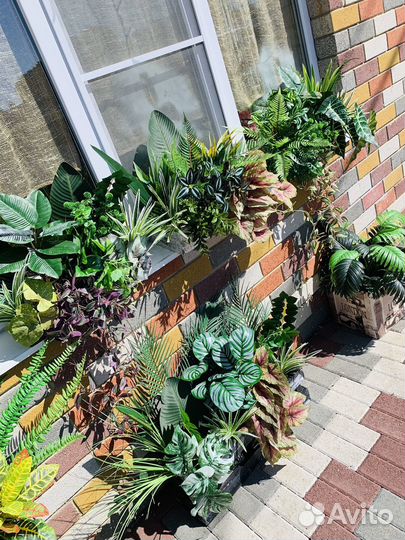 Растения для ресторанов и кафе